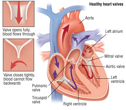 Structural Heart Valve Interventions
